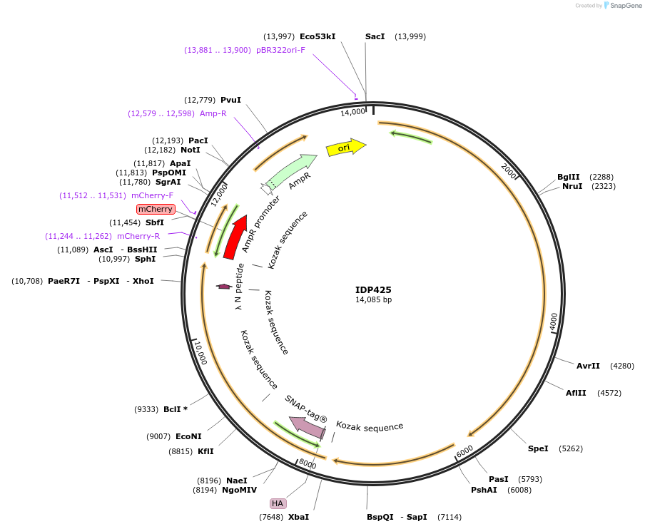 87022-plasmid-map-sequence-id-169757