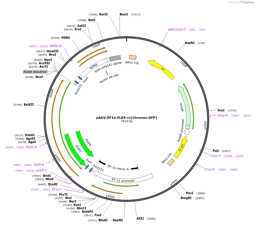 62725-plasmid-map-sequence-id-169762