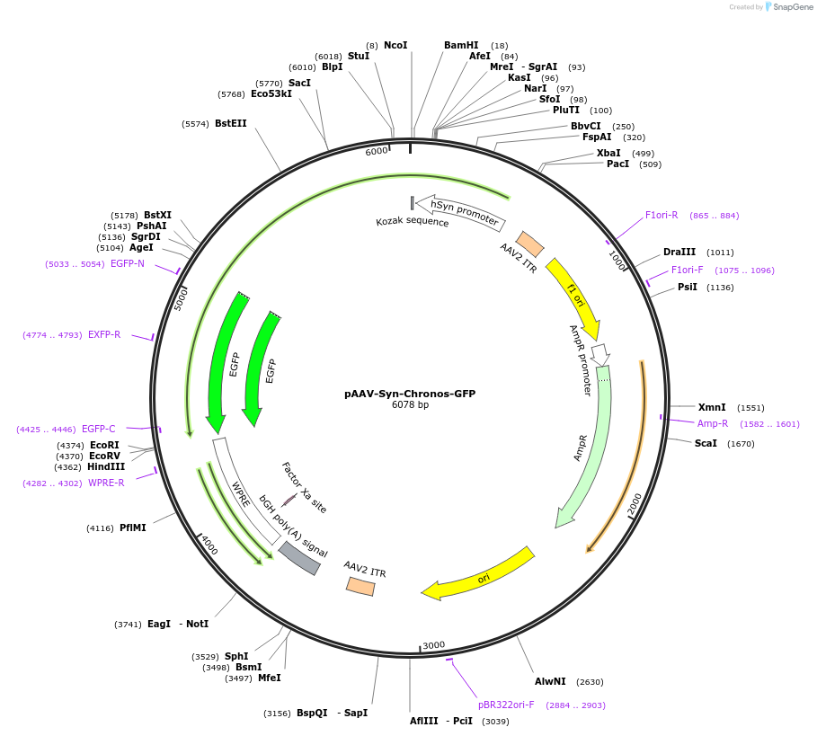 59170-plasmid-map-sequence-id-169763