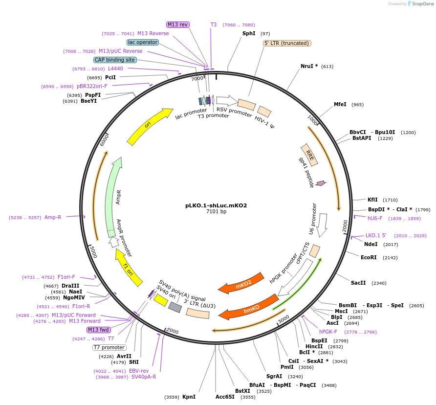 85224-plasmid-map-sequence-id-169779