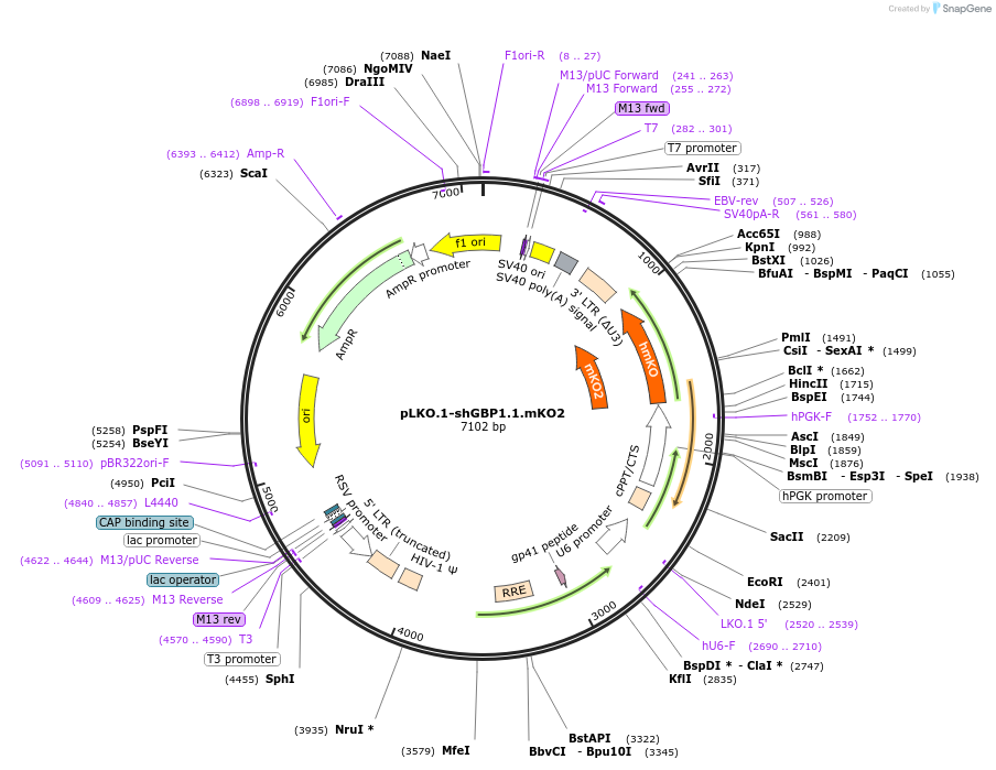 85209-plasmid-map-sequence-id-169780