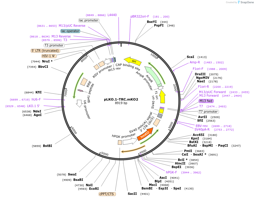 85208-plasmid-map-sequence-id-169781