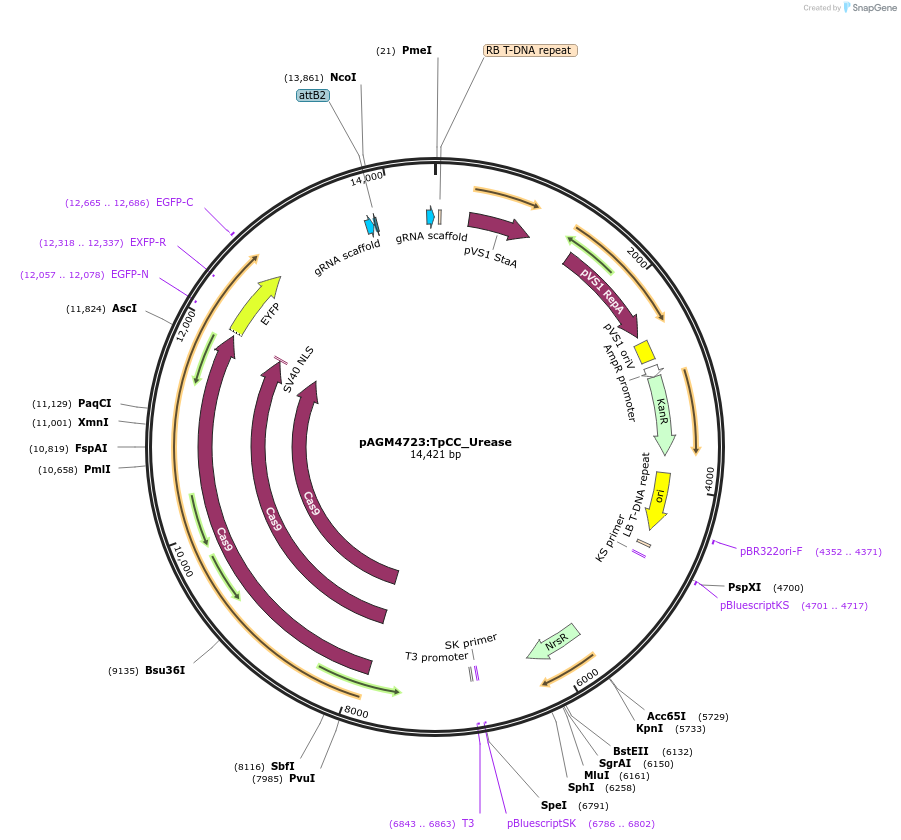 85982-plasmid-map-sequence-id-169789