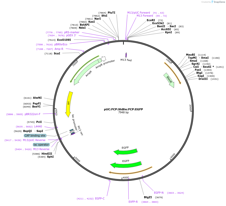 85987-plasmid-map-sequence-id-169790