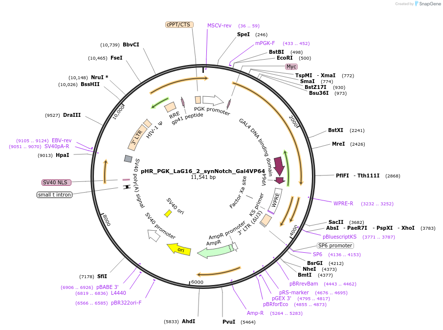 85421-plasmid-map-sequence-id-169796