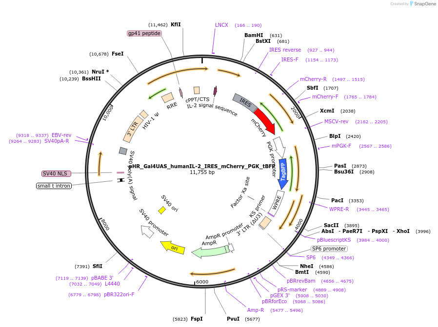 85426-plasmid-map-sequence-id-169802