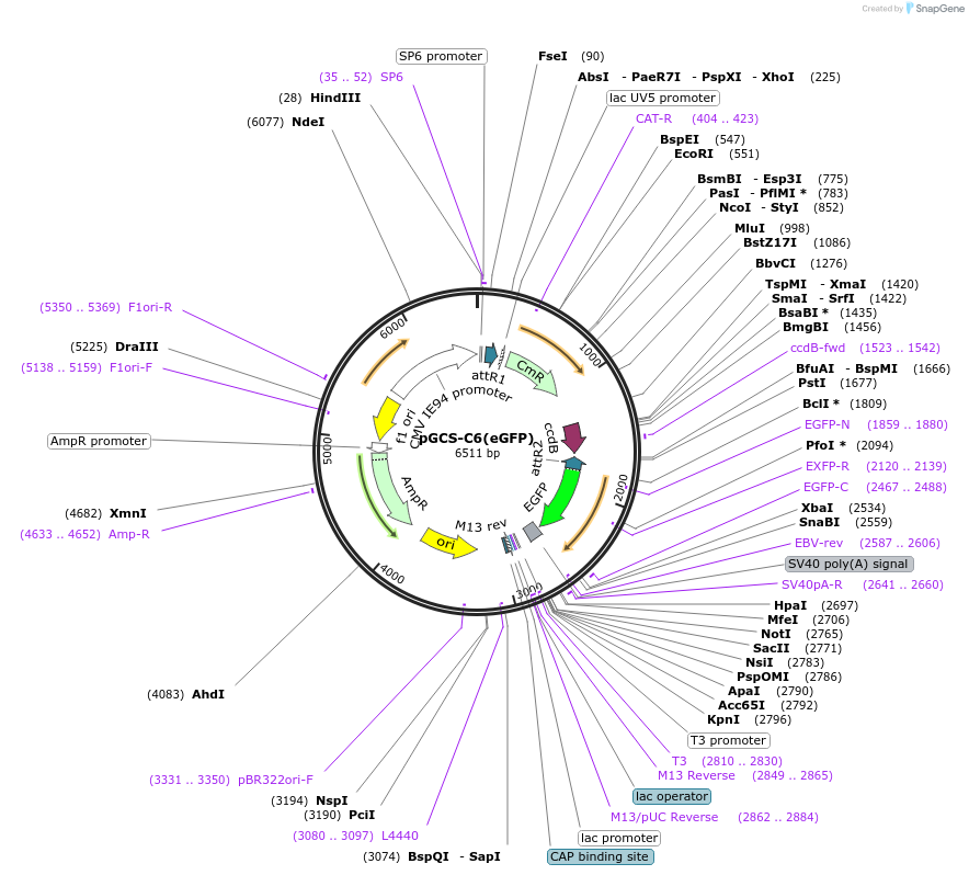 85729-plasmid-map-sequence-id-169828