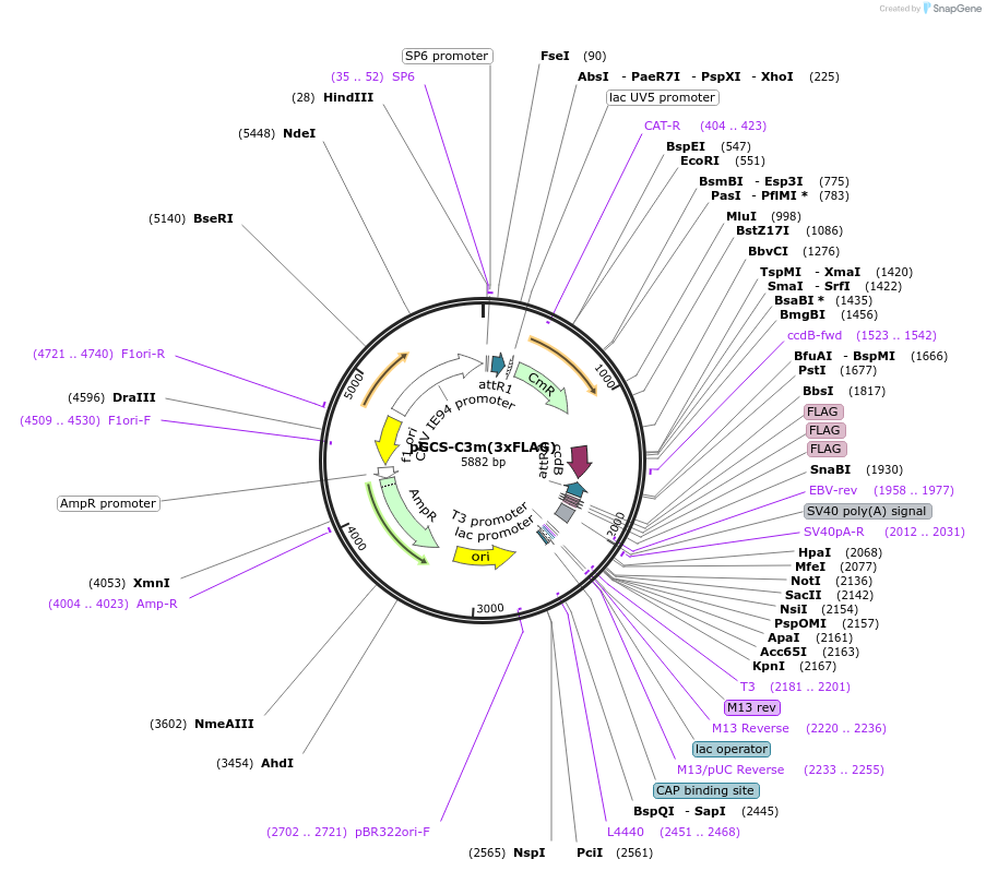 85726-plasmid-map-sequence-id-169836