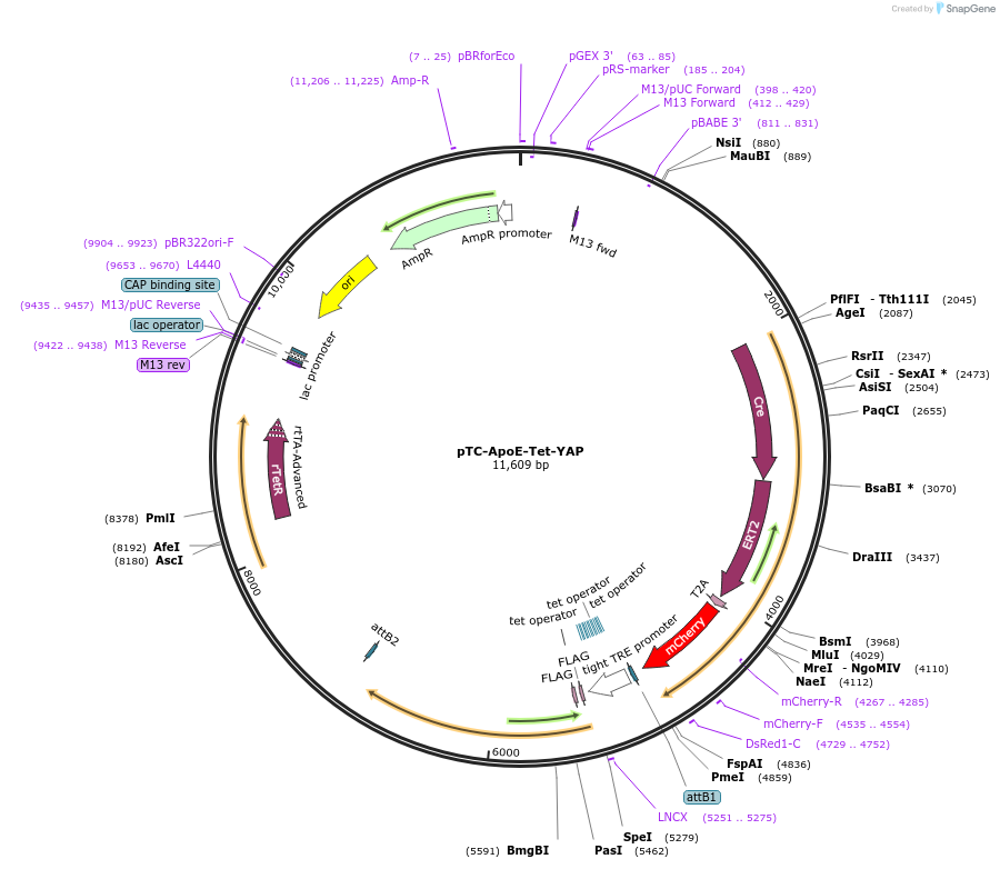 85580-plasmid-map-sequence-id-169837