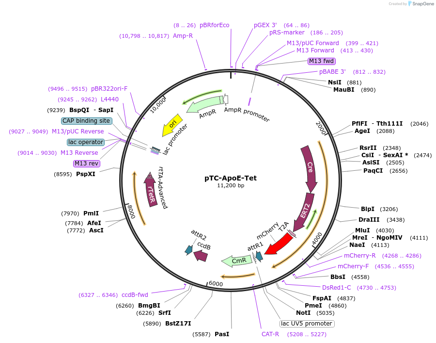 85578-plasmid-map-sequence-id-169842