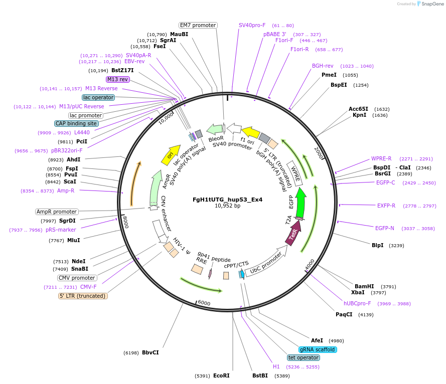 85538-plasmid-map-sequence-id-169844