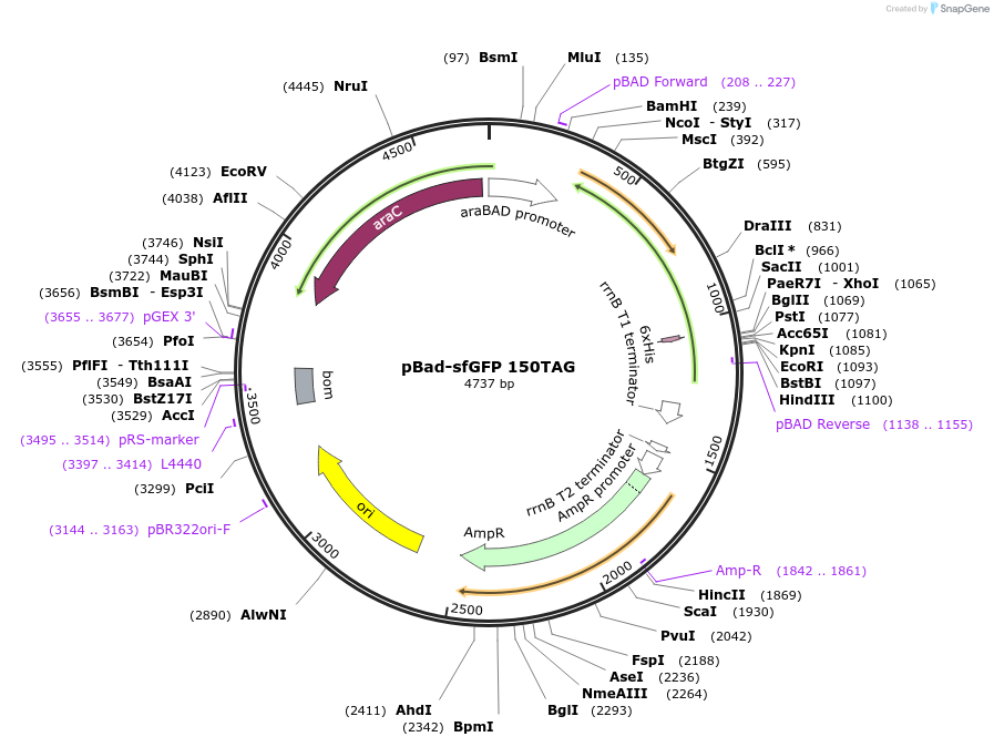 85483-plasmid-map-sequence-id-169848