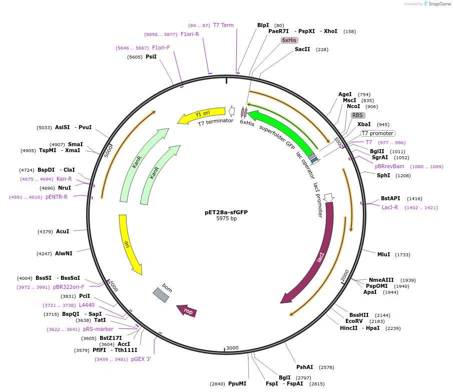 85492-plasmid-map-sequence-id-169849