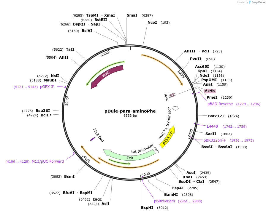 85502-plasmid-map-sequence-id-169860