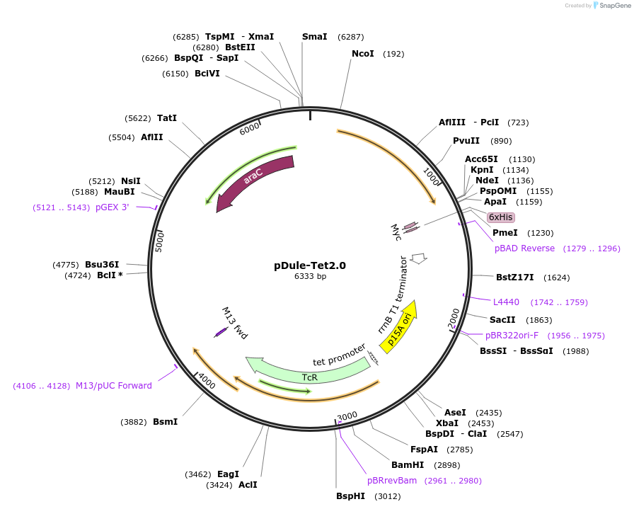 85496-plasmid-map-sequence-id-169865