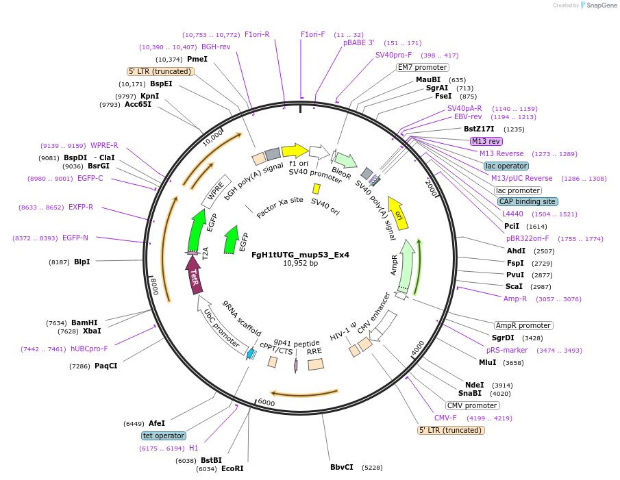 85534-plasmid-map-sequence-id-169870