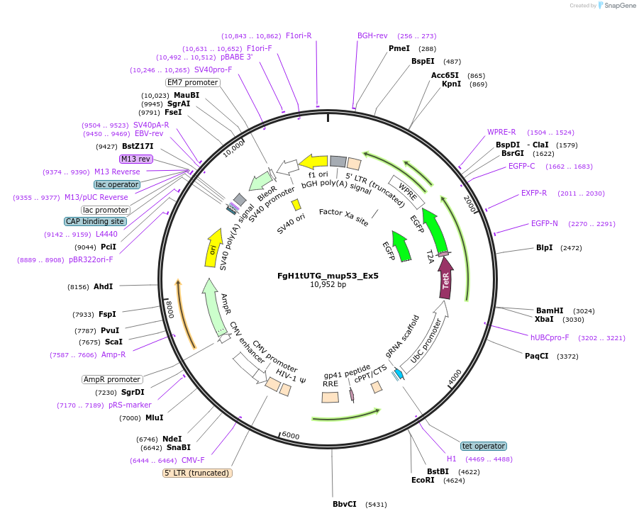 85535-plasmid-map-sequence-id-169872