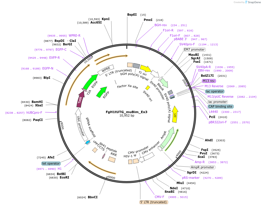 85533-plasmid-map-sequence-id-169873