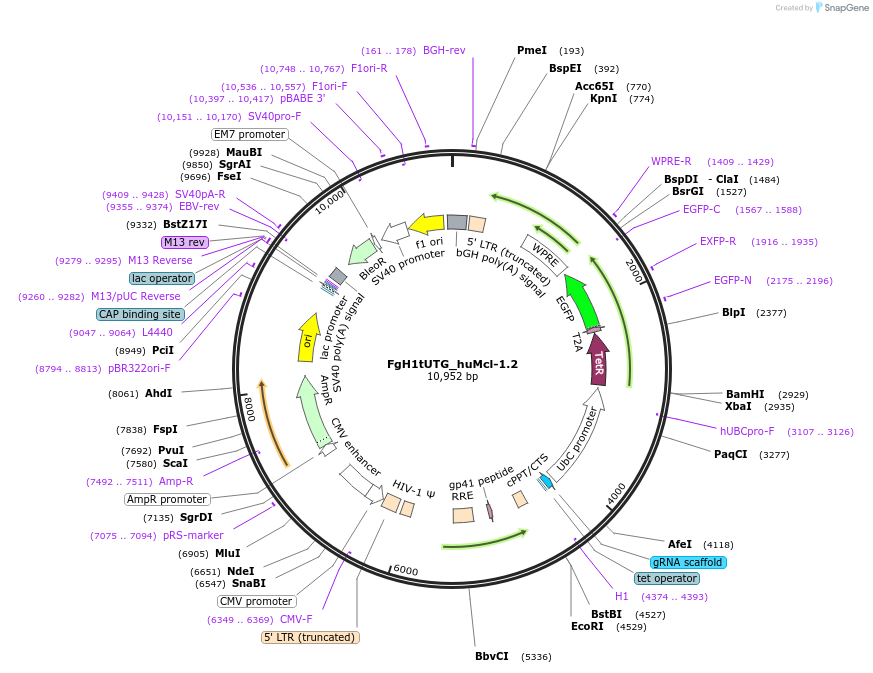 85531-plasmid-map-sequence-id-169874