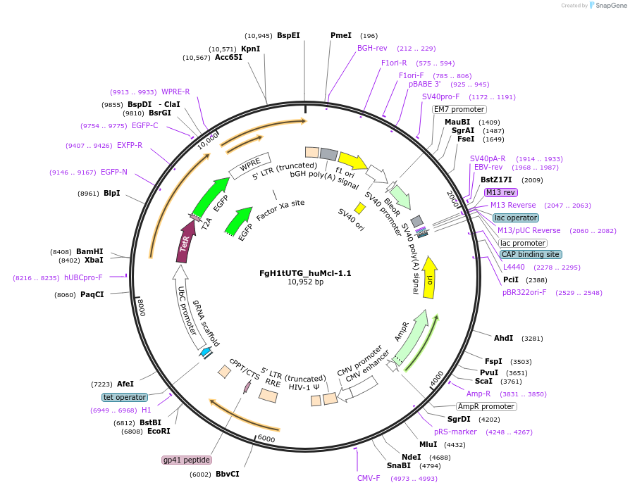 85530-plasmid-map-sequence-id-169879
