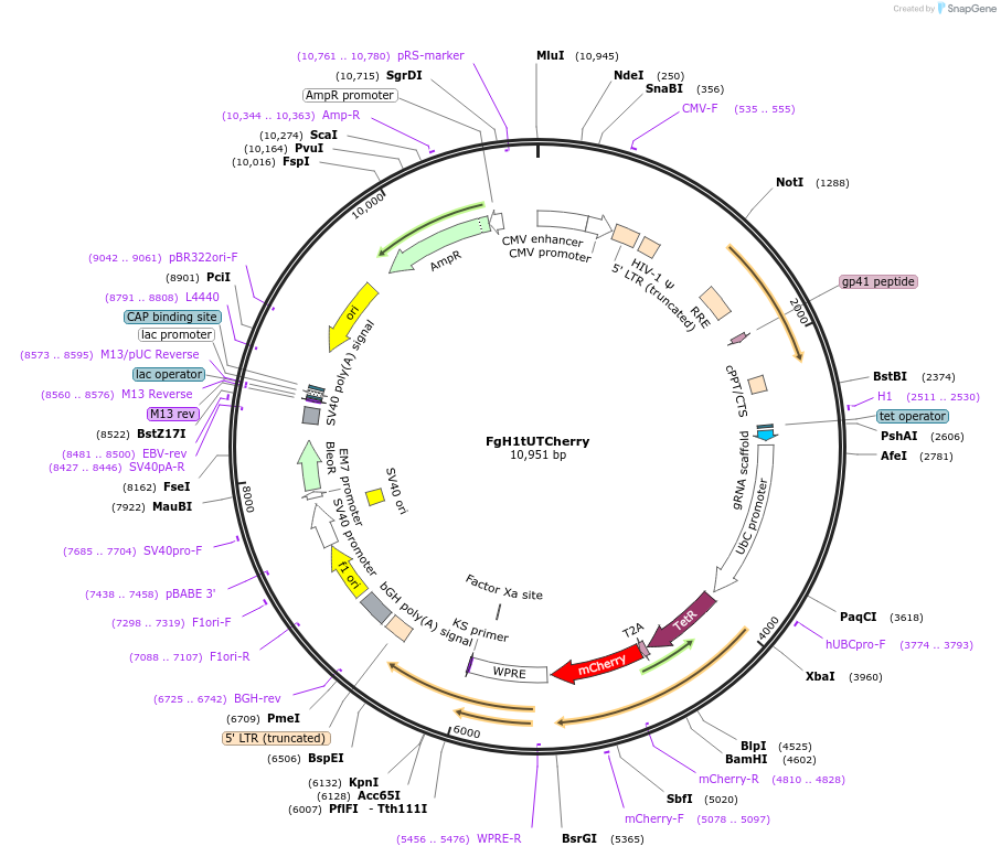 85552-plasmid-map-sequence-id-169902