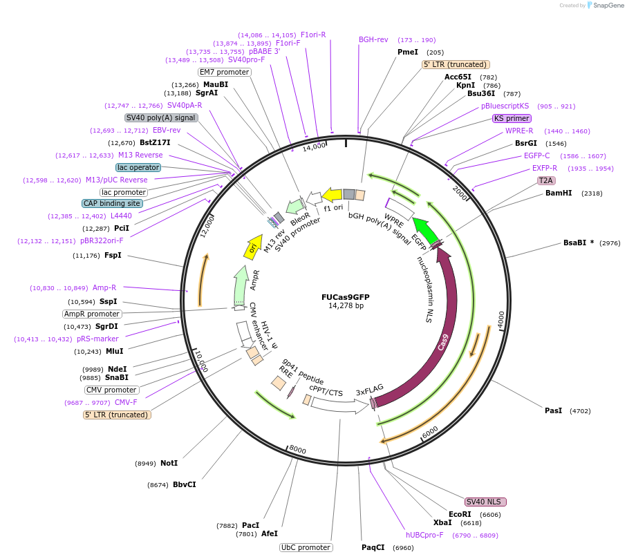 85555-plasmid-map-sequence-id-169910