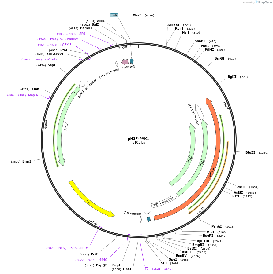 85774-plasmid-map-sequence-id-169913