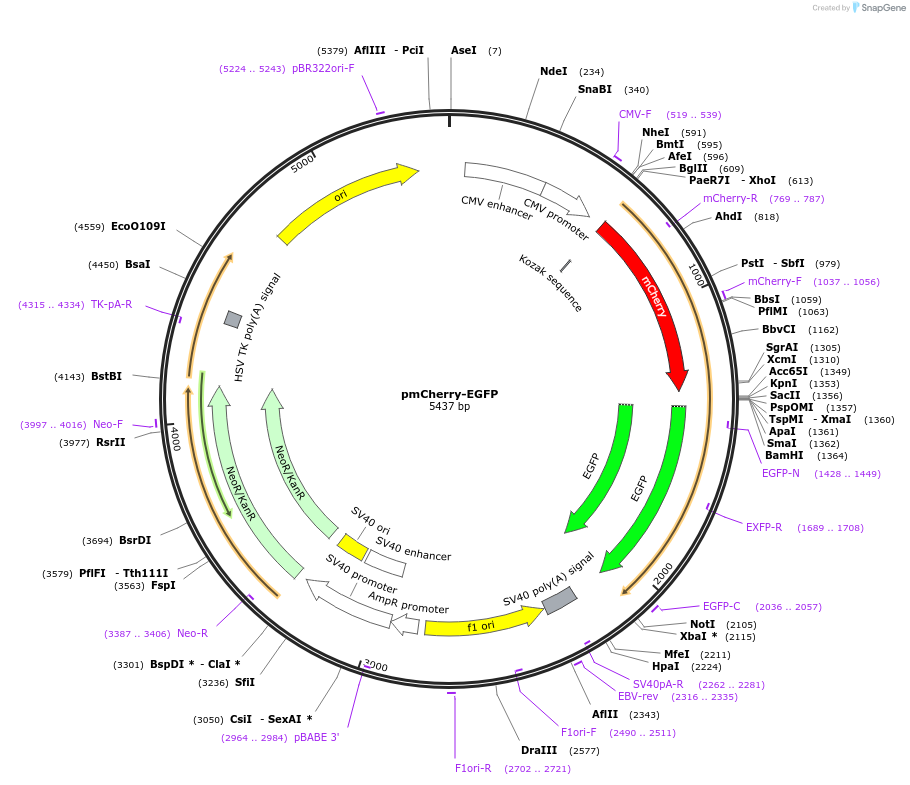 86639-plasmid-map-sequence-id-169942