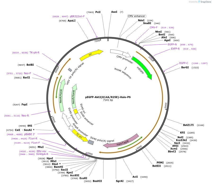 86632-plasmid-map-sequence-id-169945