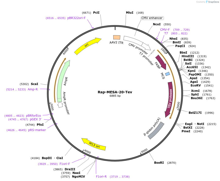 84555-plasmid-map-sequence-id-169949