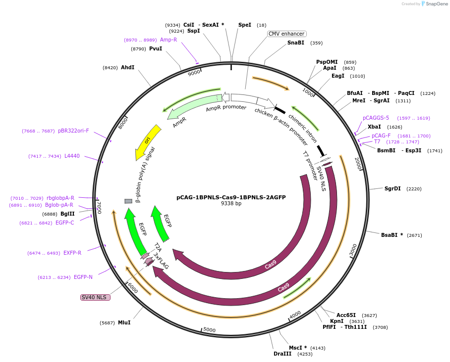 87109-plasmid-map-sequence-id-169988