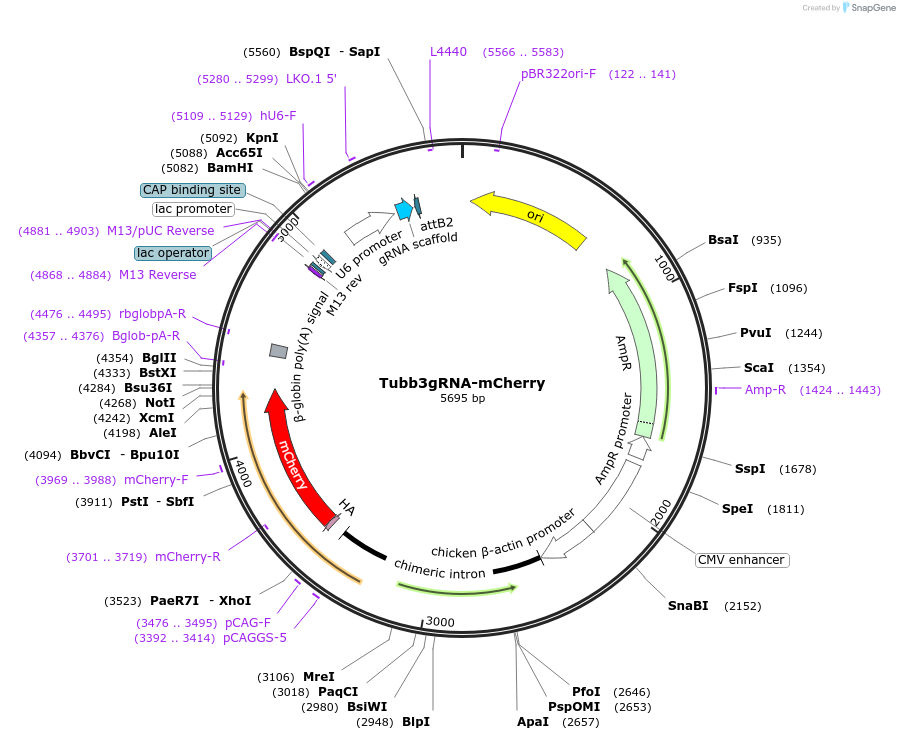 87111-plasmid-map-sequence-id-169990