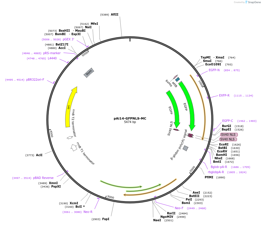 87114-plasmid-map-sequence-id-169993