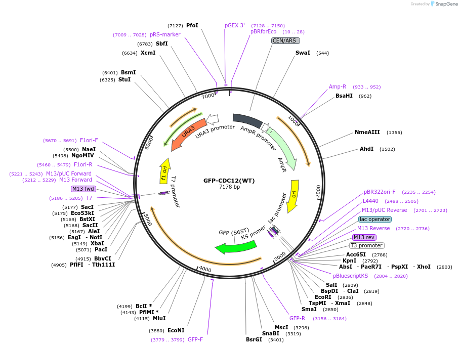1168-plasmid-map-sequence-id-17