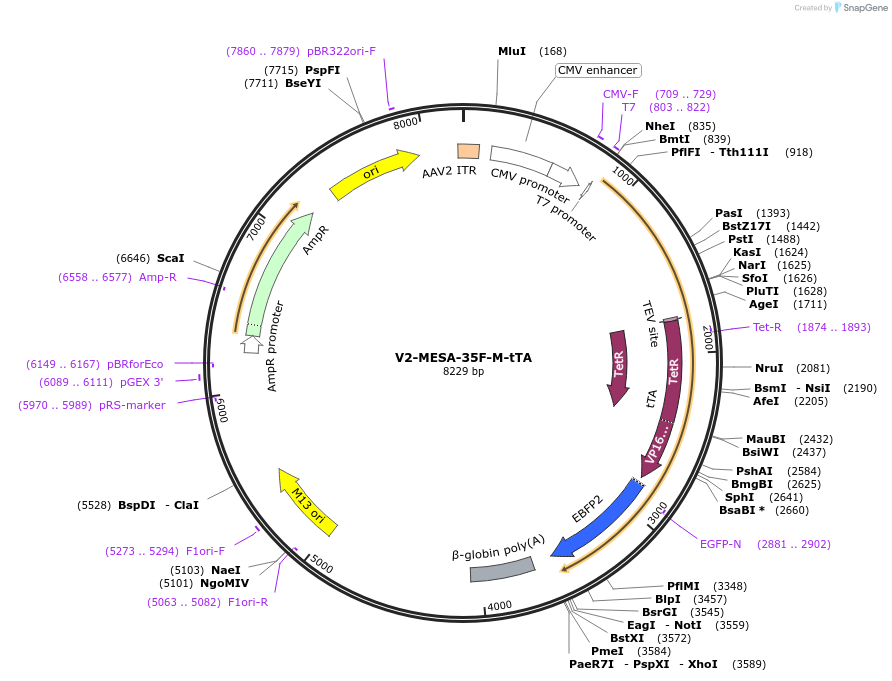 84502-plasmid-map-sequence-id-170000