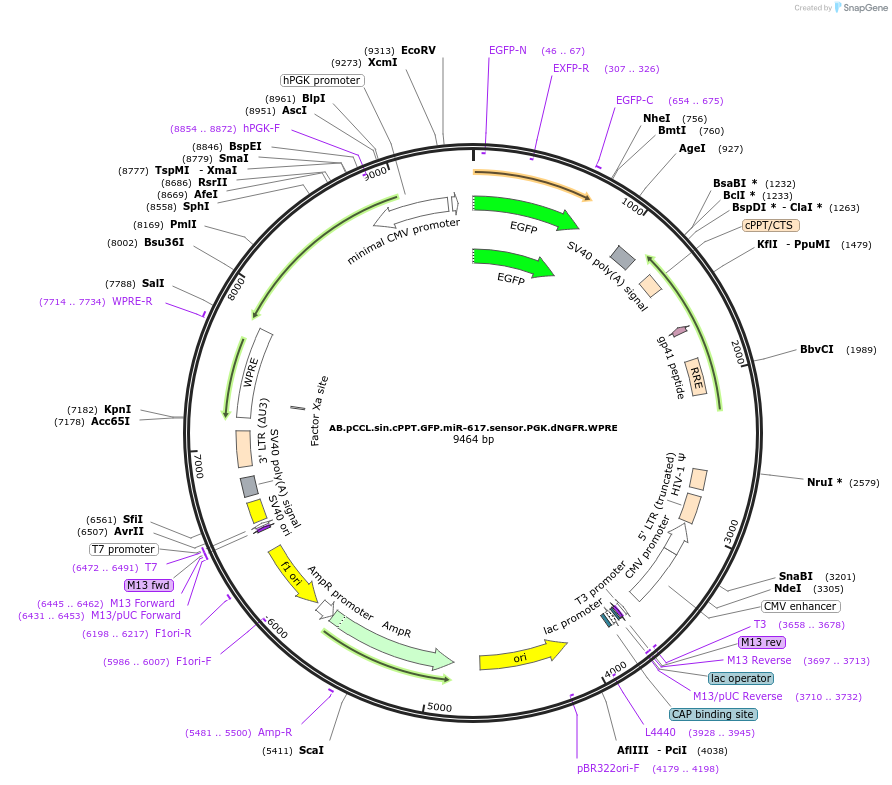 85921-plasmid-map-sequence-id-170006