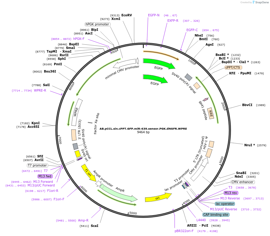 85923-plasmid-map-sequence-id-170020
