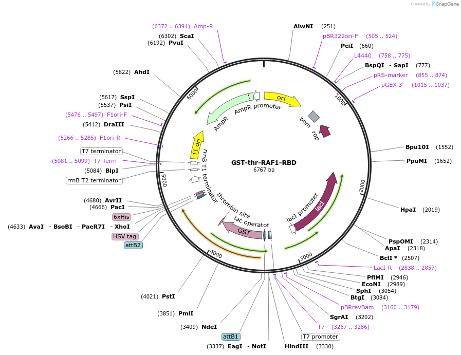 86033-plasmid-map-sequence-id-170056
