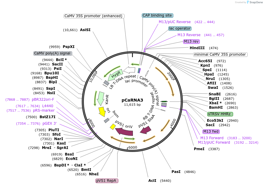 86088-plasmid-map-sequence-id-170073