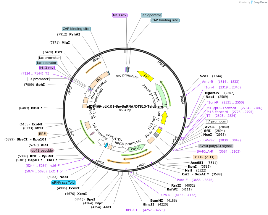 85715-plasmid-map-sequence-id-170082