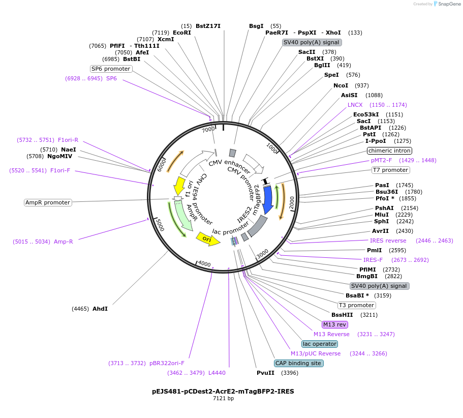 85749-plasmid-map-sequence-id-170083
