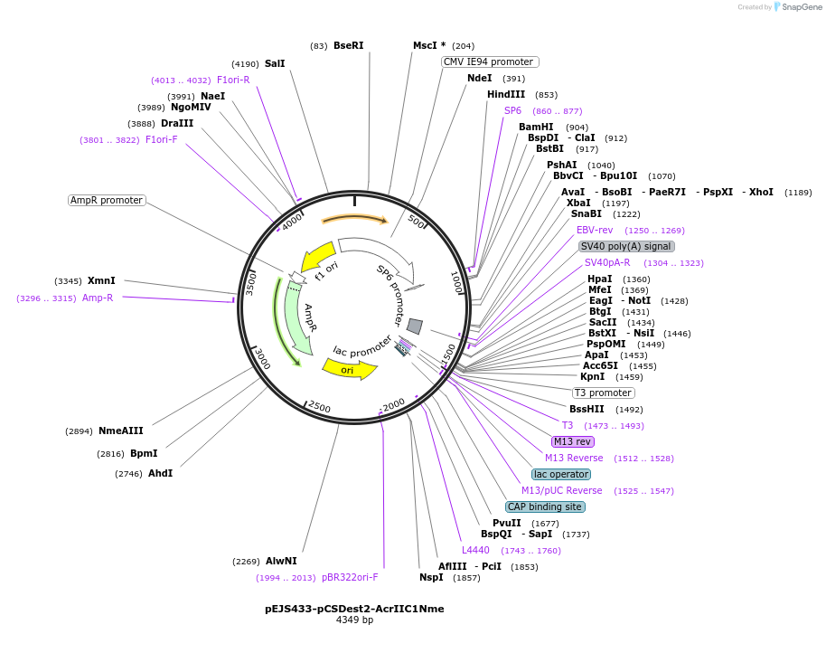 85679-plasmid-map-sequence-id-170098