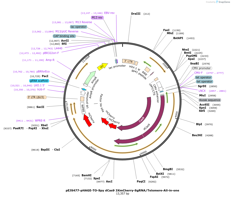 85717-plasmid-map-sequence-id-170099