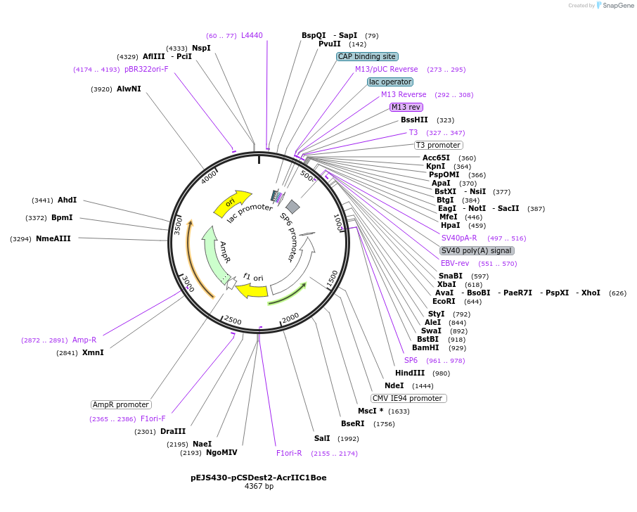 85678-plasmid-map-sequence-id-170100
