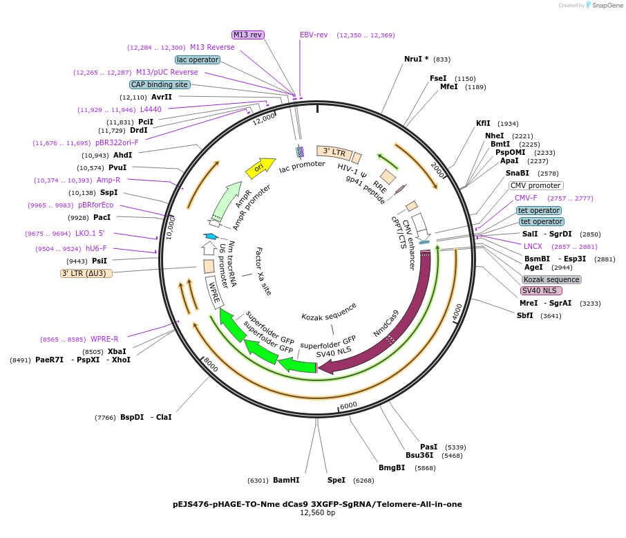 85716-plasmid-map-sequence-id-170102