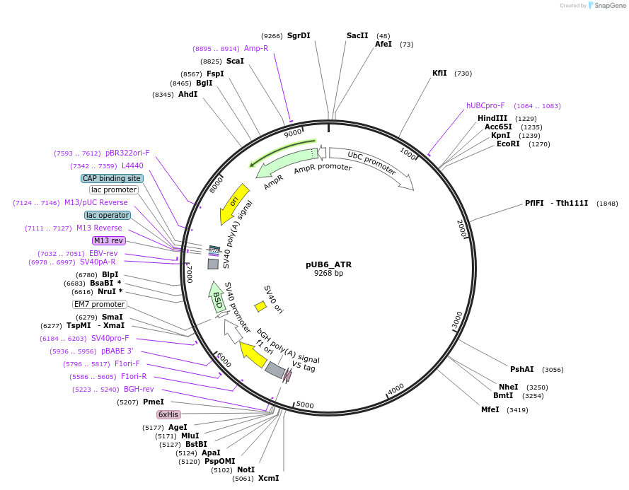 170197_map