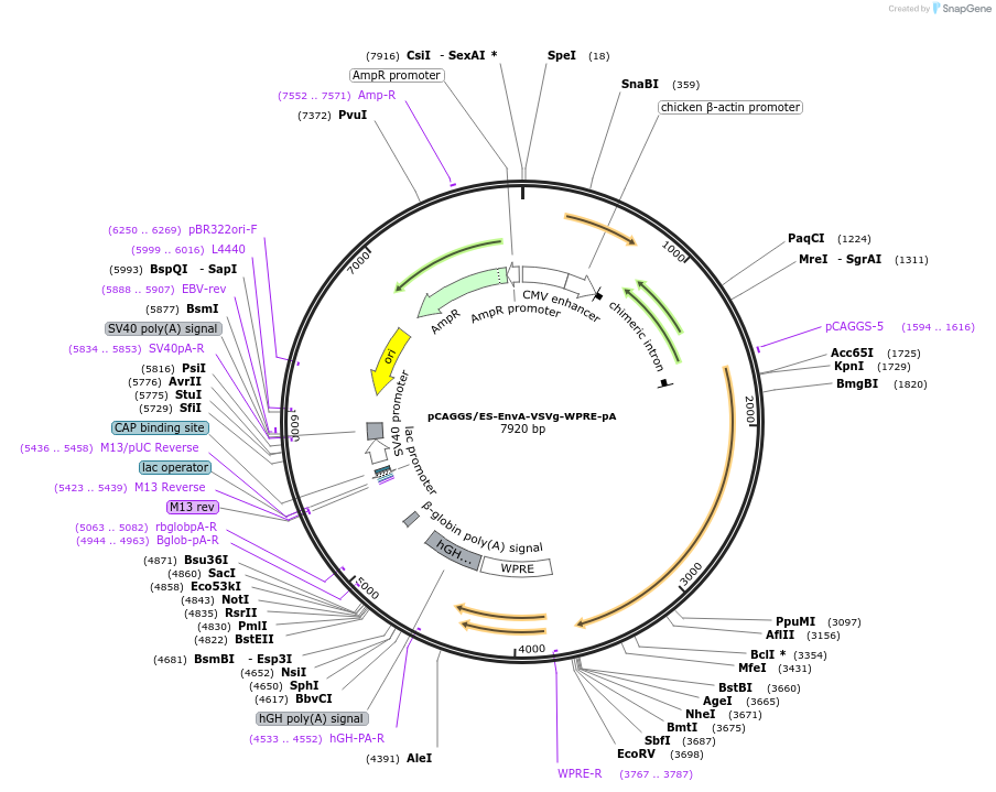 87221-plasmid-map-sequence-id-170230