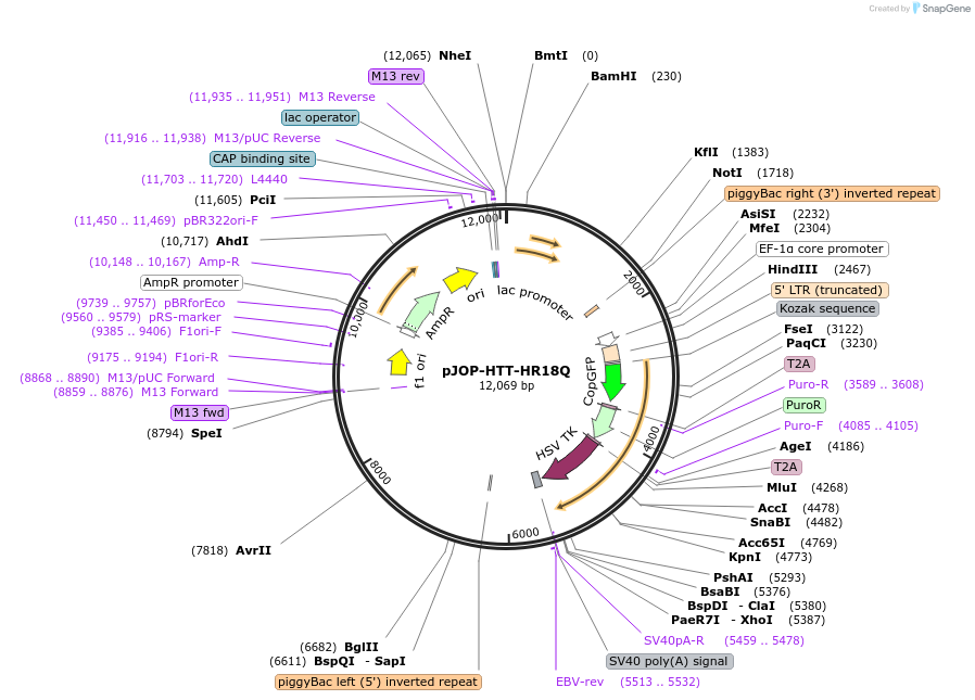 87228-plasmid-map-sequence-id-170242
