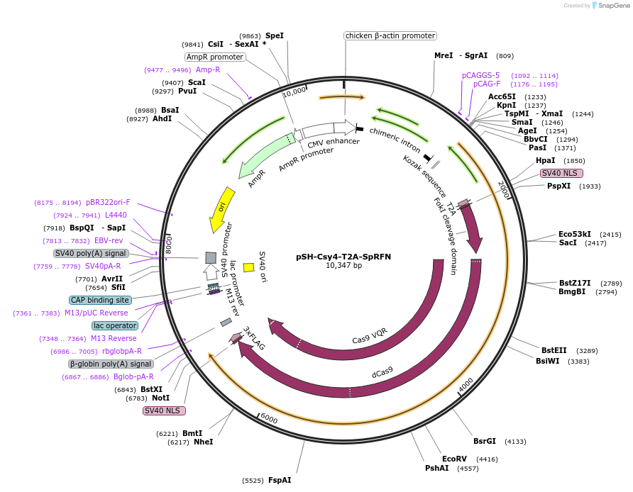 85754-plasmid-map-sequence-id-170272