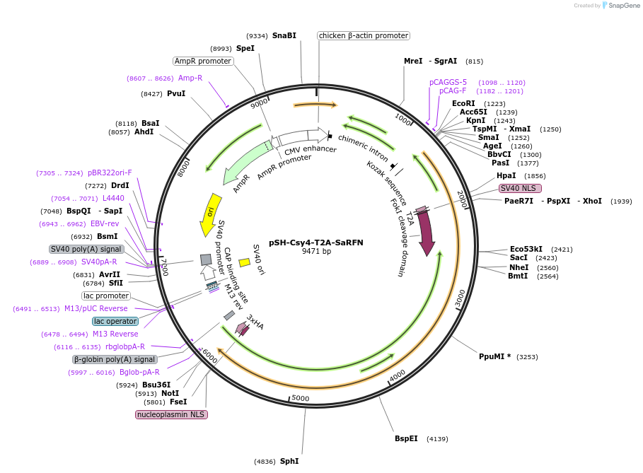 85755-plasmid-map-sequence-id-170274